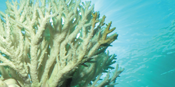 Studying Coral Bleaching Events with Mission: Water